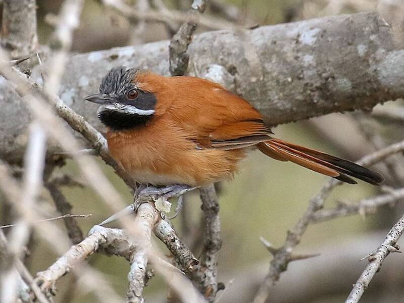 White-whiskered Spinetail, 照片 3