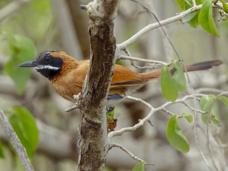 White-whiskered Spinetail, 照片 2