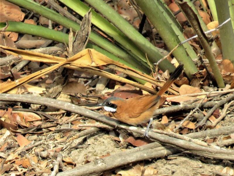 White-whiskered Spinetail