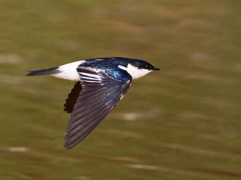 Hirondelle à ailes blanches, Photos 2