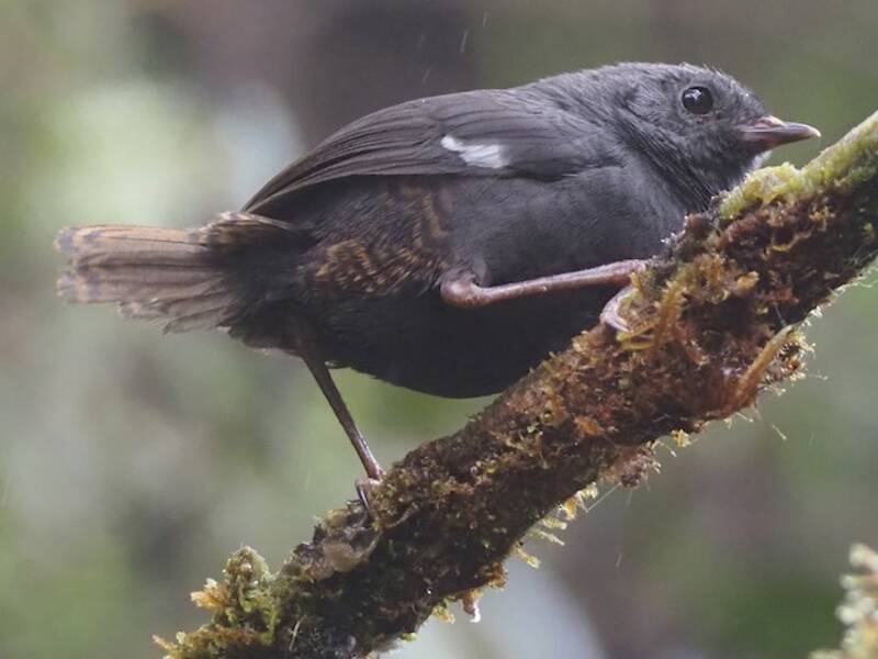 Tapaculo aliblanco