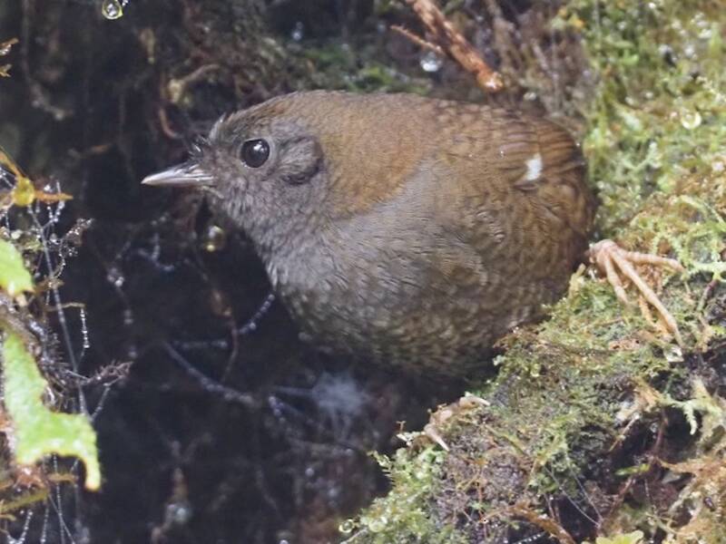 Weißflügel-Tapaculo, Fotos 2