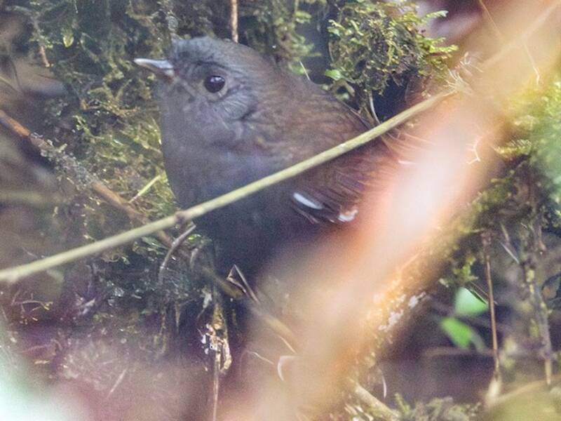 Weißflügel-Tapaculo, Fotos 3