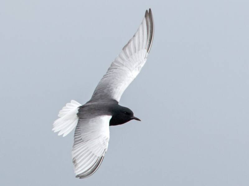 White-winged Tern - Chlidonias leucopterus