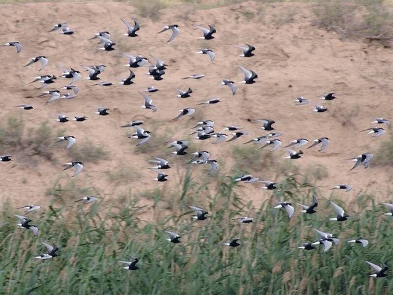 White-winged Tern, 照片 2