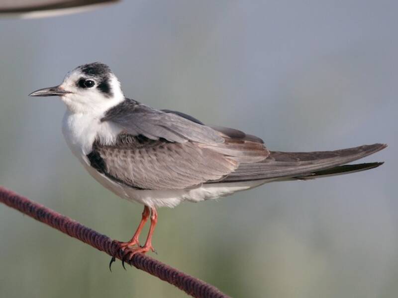 White-winged Tern, 照片 3