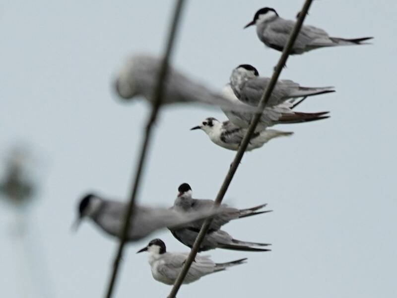 White-winged Tern, 照片 4