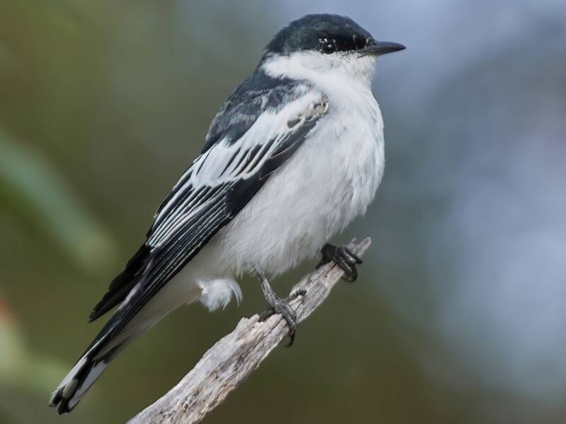 Échenilleur à ailes blanches, Photos 4