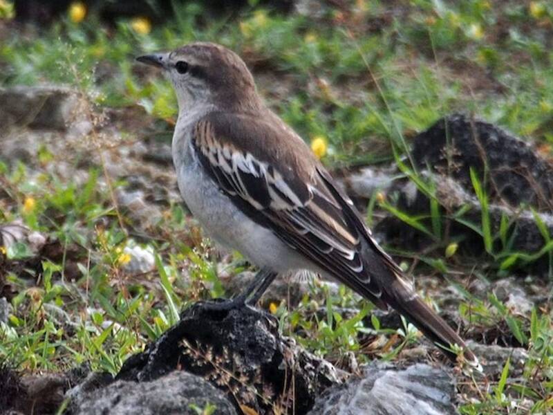 Trillatore dalle spalle bianche, Foto 3