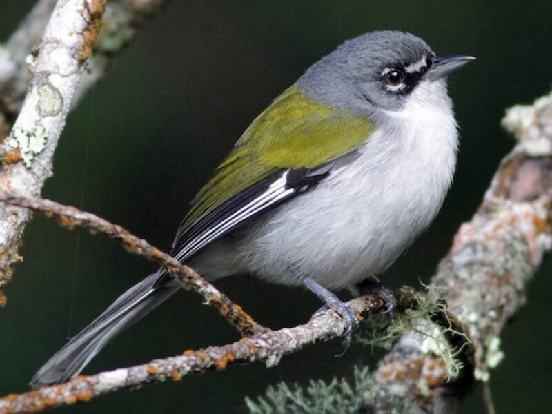 White-winged Warbler, 照片 3