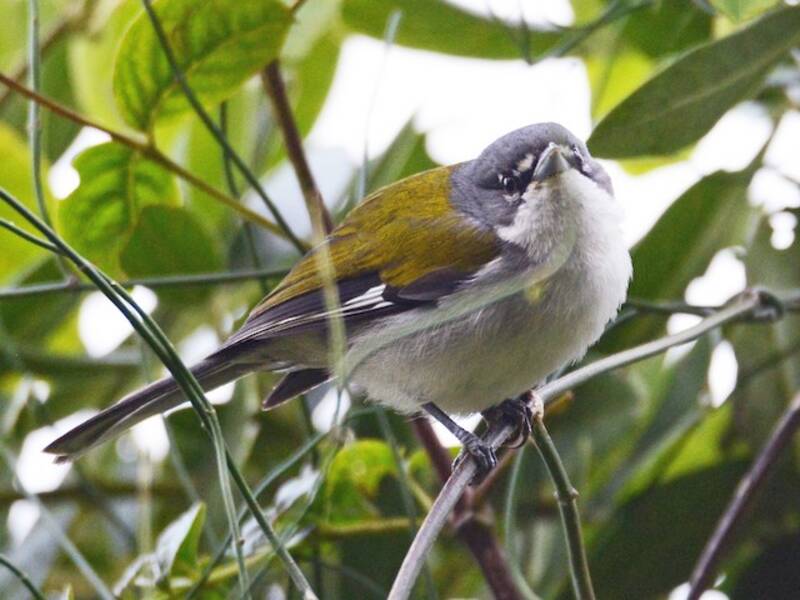 White-winged Warbler (Xenoligea montana)