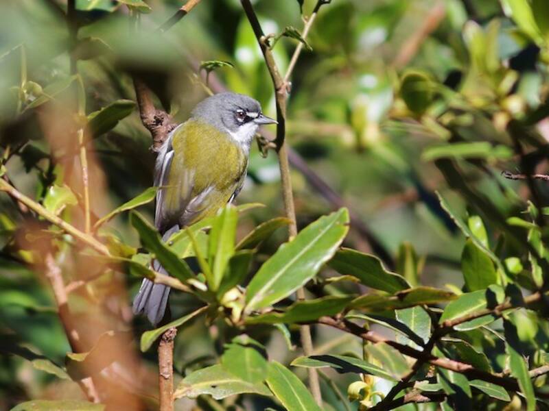 White-winged Warbler, 照片 2