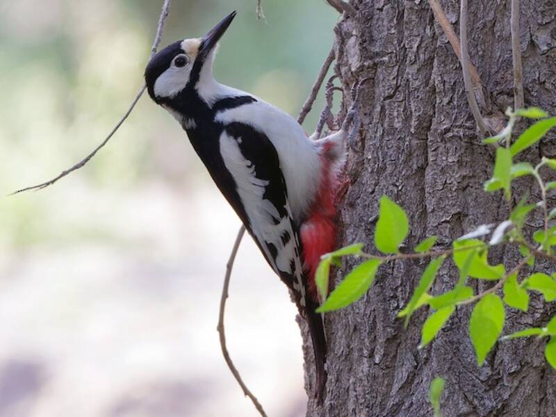 White-winged Woodpecker, Photos 3