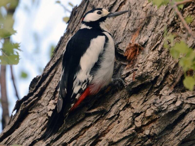 White-winged Woodpecker, Photos 4
