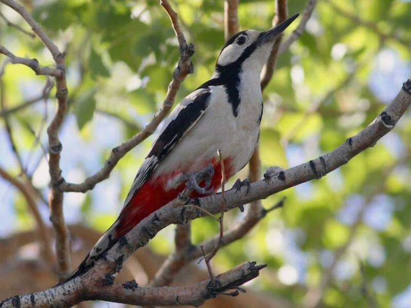 White-winged Woodpecker, Photos 2