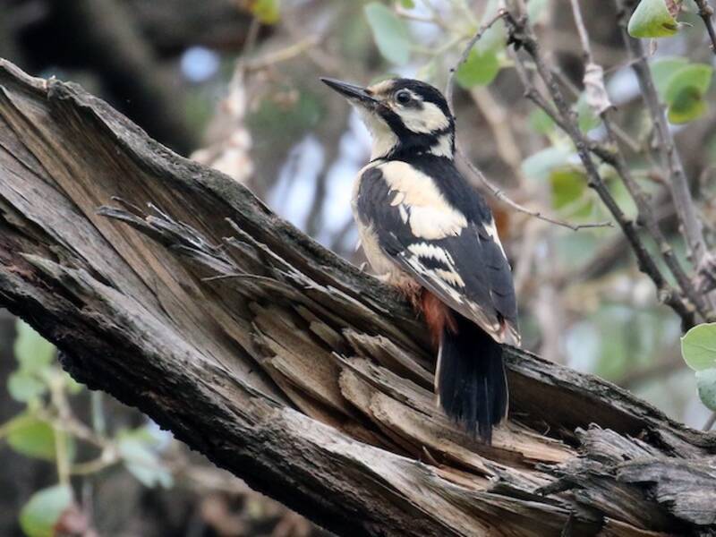 White-winged Woodpecker