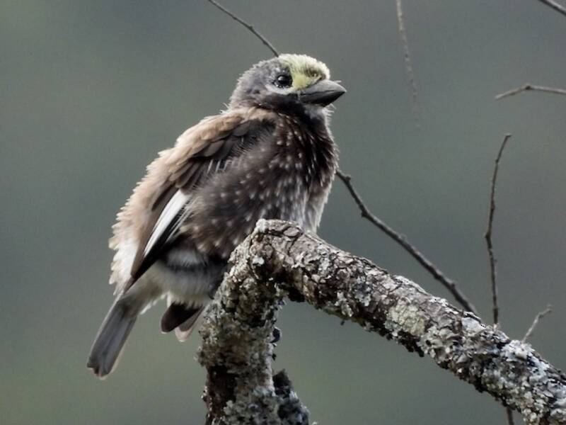 Barbet de Whyte, Photos 2