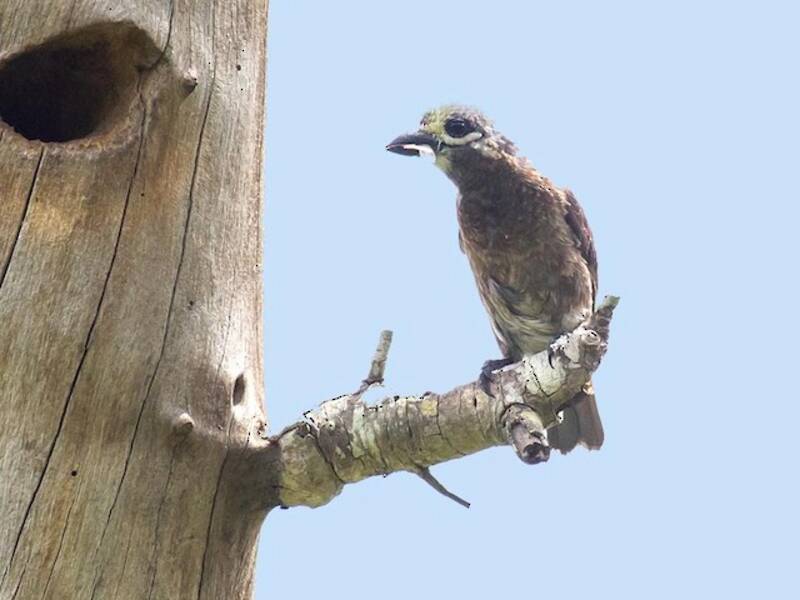Barbet de Whyte, Photos 4