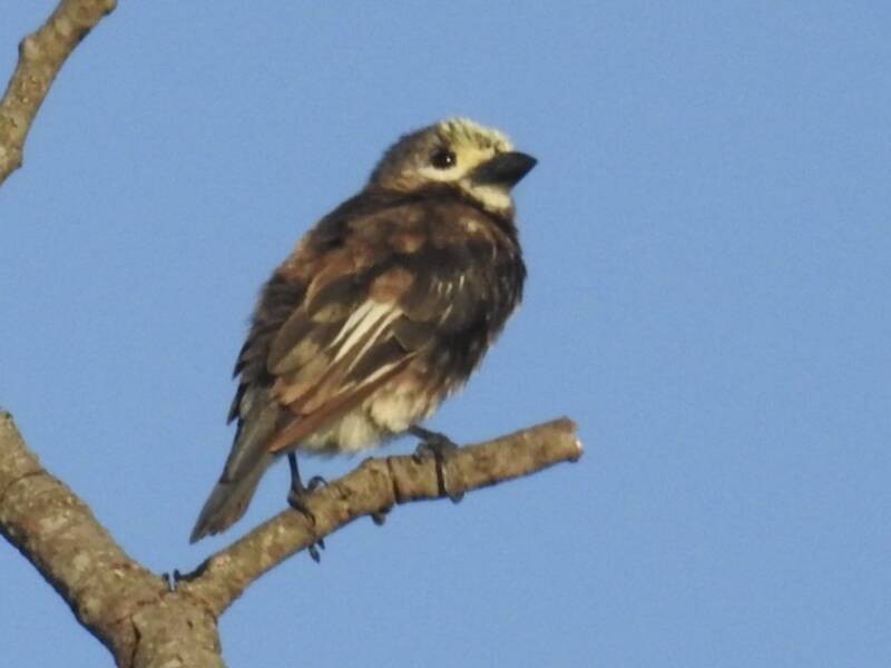 Barbet de Whyte, Photos 3