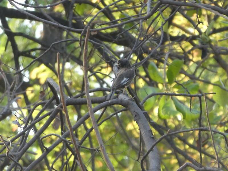 Whyte-Bartvogel