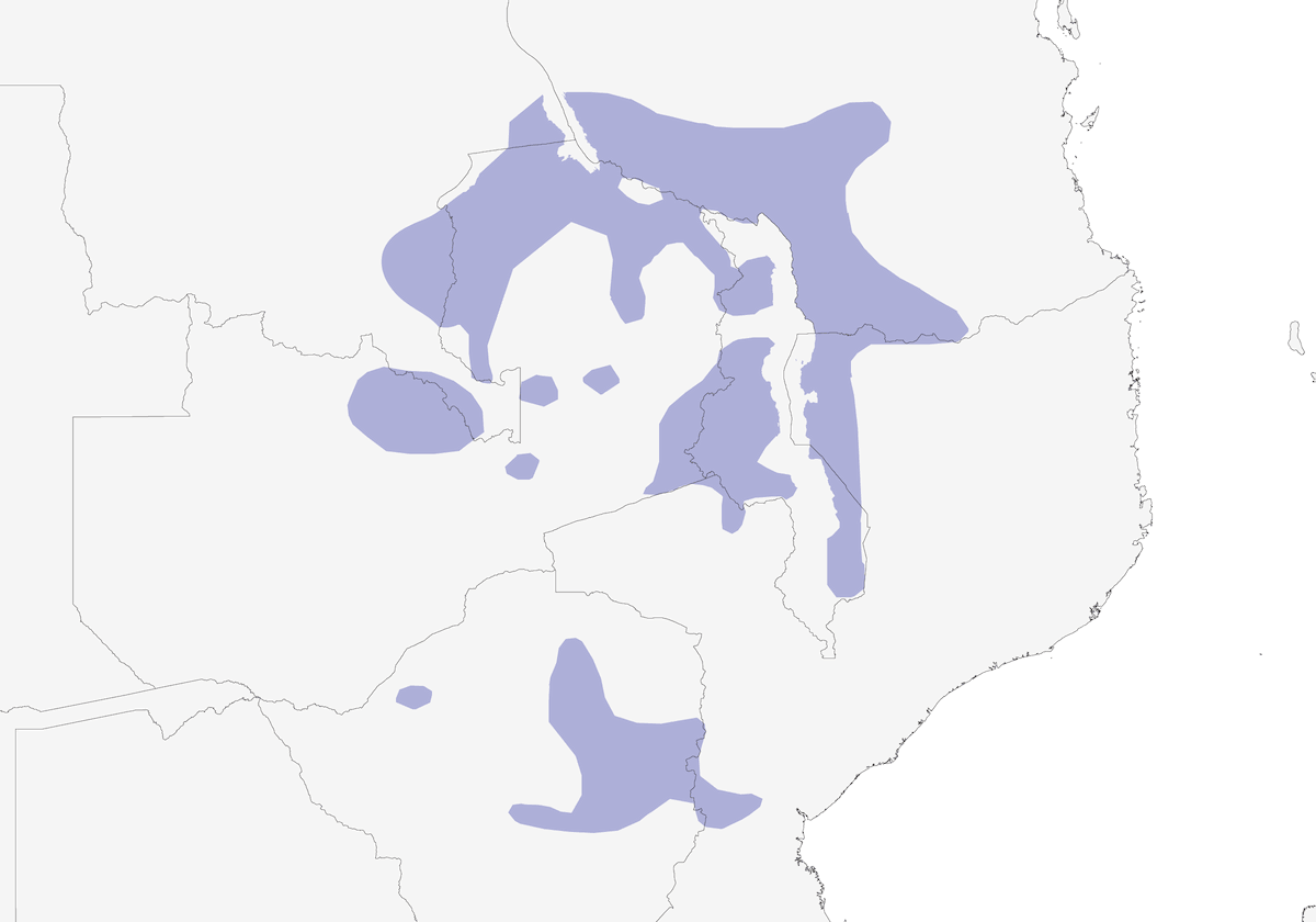 Barbet de Whyte, Distribution 1