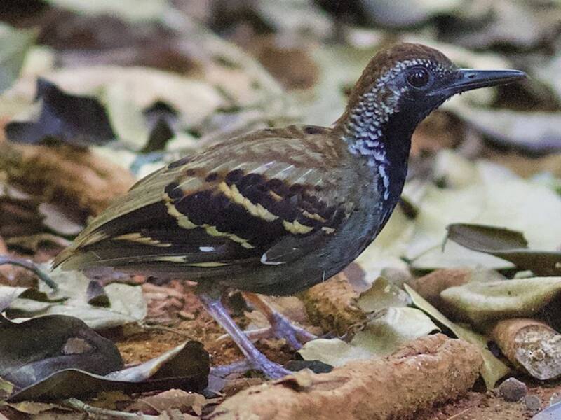 Wing-banded Antbird, Photos 4