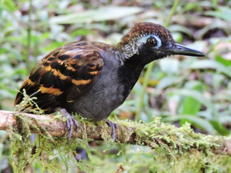 Wing-banded Antbird, Photos 3