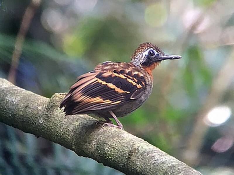 Wing-banded Antbird, Photos 2