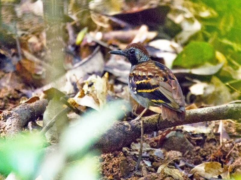 Wing-banded Antbird (Myrmornis torquata)