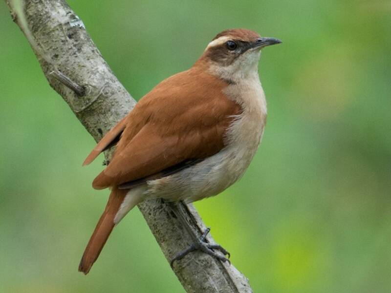 Wing-banded Hornero, Photos 2