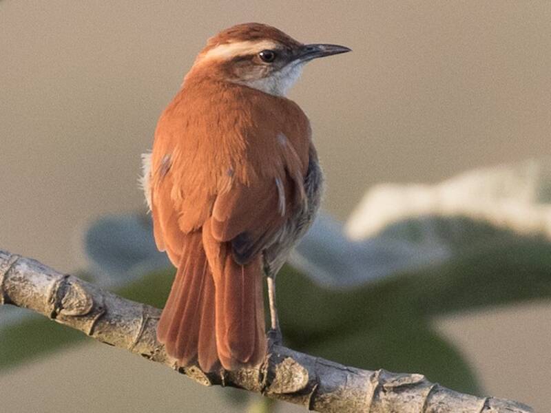 Wing-banded Hornero, Photos 4