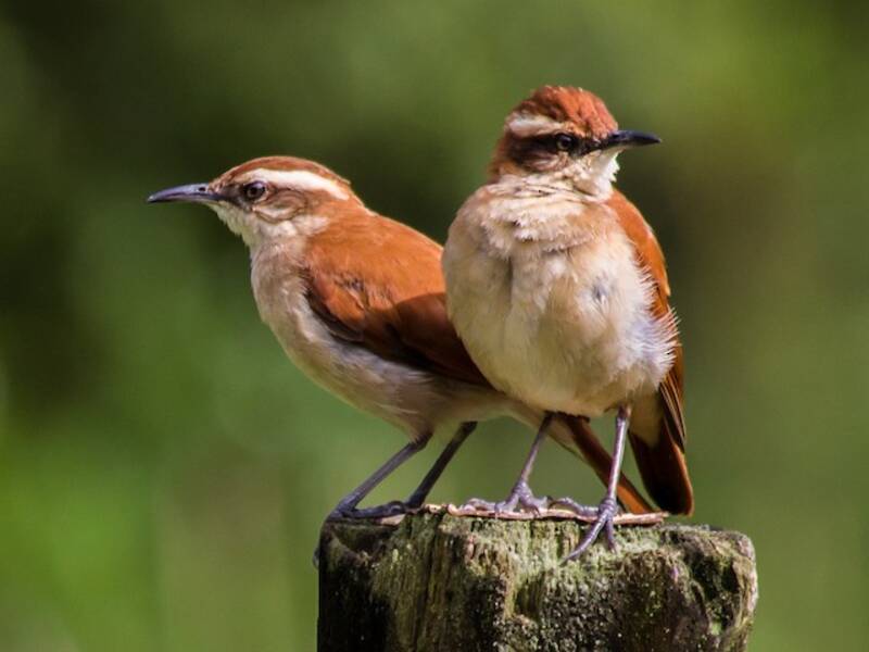 Wing-banded Hornero, Photos 3