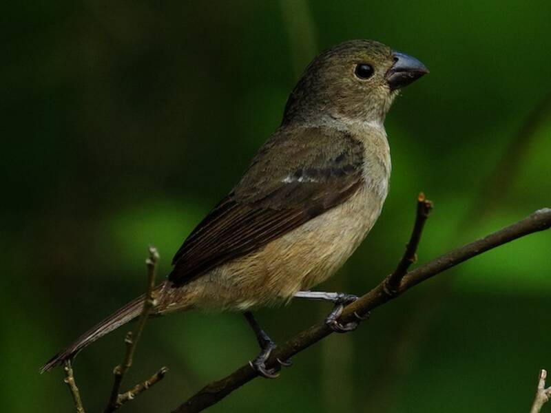 Sporophile à ailes barrées
