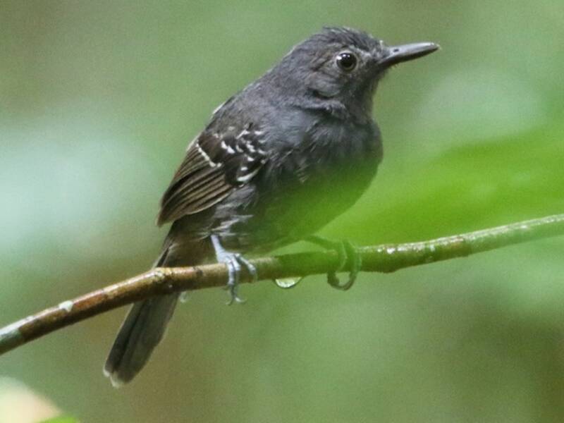 Willis's Antbird