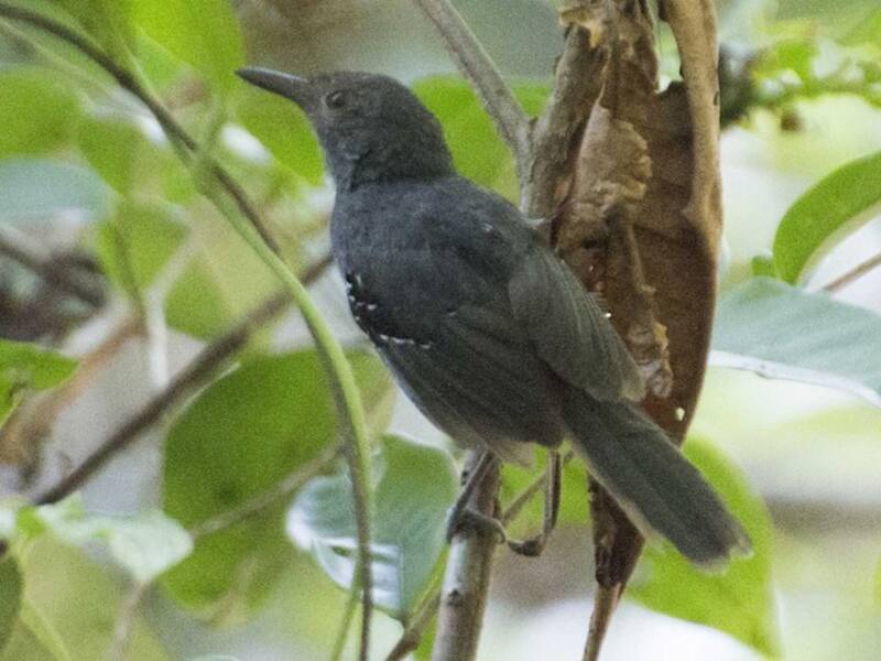 Willis's Antbird, 照片 3