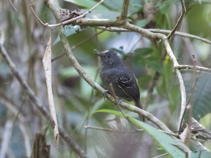 Willis's Antbird, 照片 4
