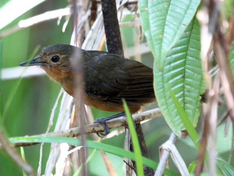 Willis's Antbird, 照片 2