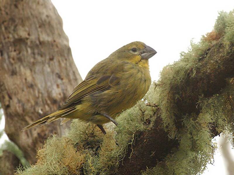 Pinzón de Wilkins, Fotos 3