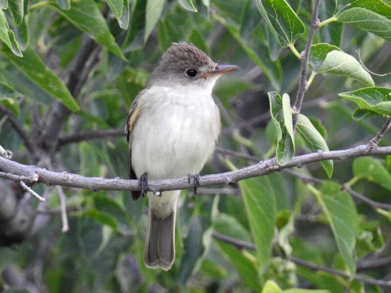 Willow Flycatcher, Photos 2