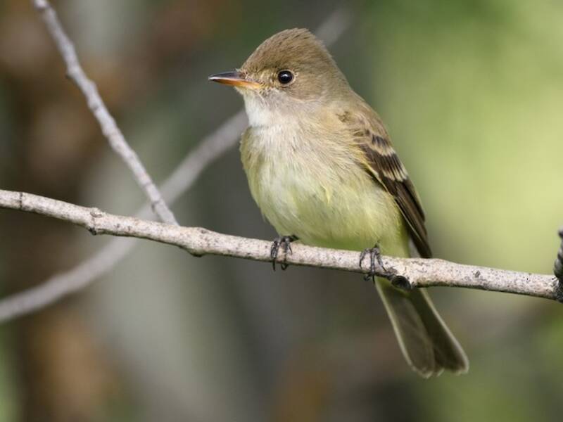 Willow Flycatcher, Photos 4