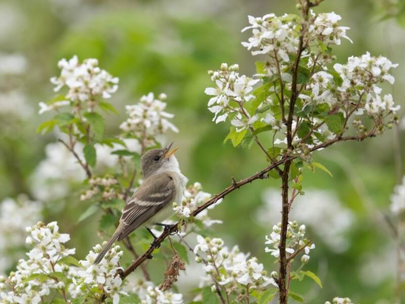 Willow Flycatcher, Photos 3