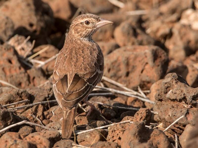 Williams's Lark, Photos 4