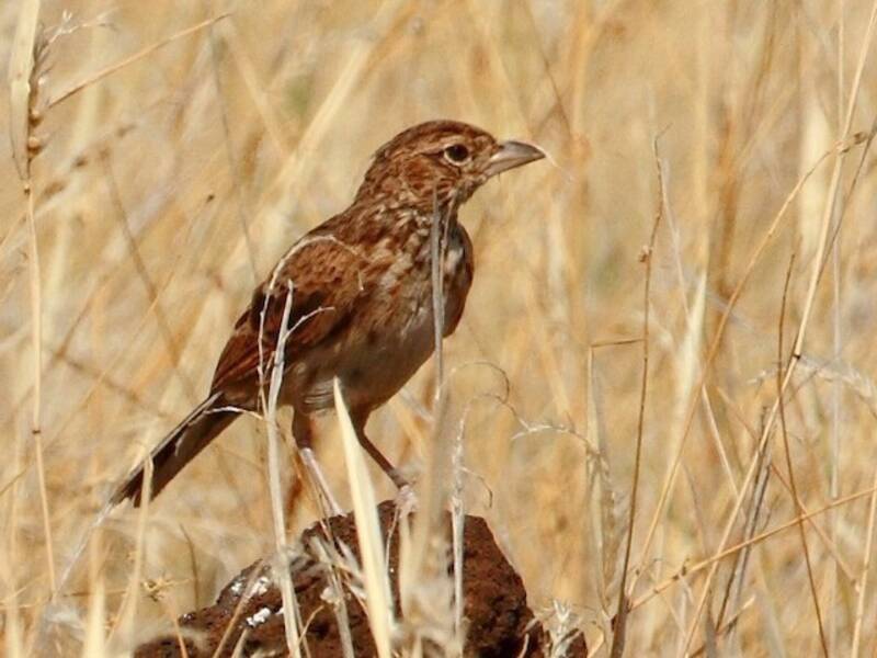 Williams's Lark, Photos 2
