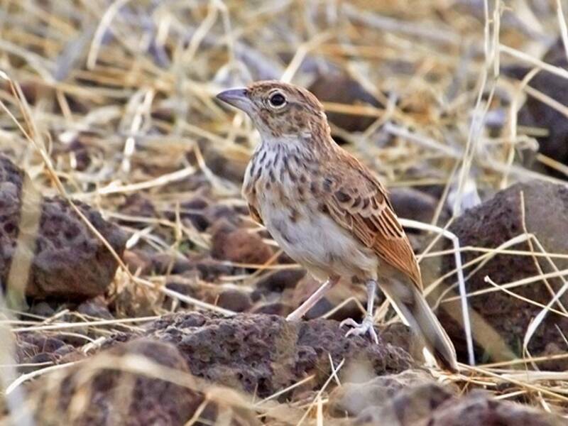 Williams's Lark, Photos 3