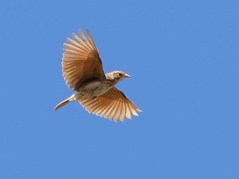 Williams's Lark