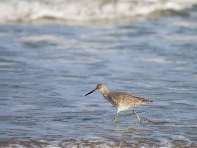Willet (Tringa semipalmata)