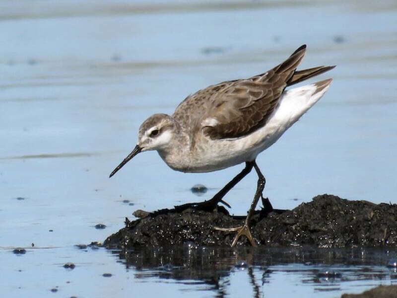 Phalarope de Wilson