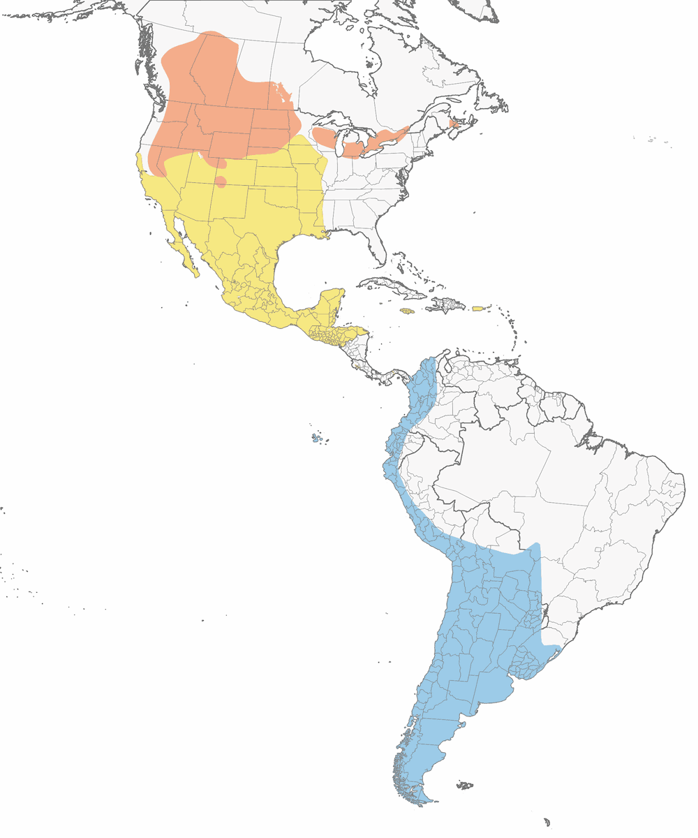 Falaropo de Wilson, Distribución 1