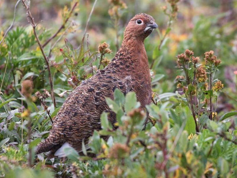 Willow Ptarmigan (Lagopus lagopus)