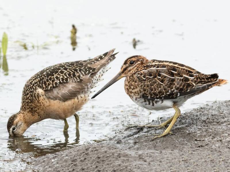 Wilson's Snipe